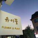 유이꽃 이미지