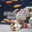 셀프사진관모먼트을지 | [건대 셀프 사진관] 무빙모먼트 건대점 후기｜물고기 인생네컷 촬영 꿀팁