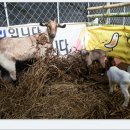 요제농장 이미지