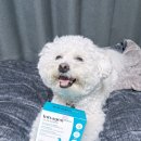 인트라젠 | 반려동물 관절 영양제 인트라젠 조인트파워 솔직후기!