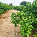 선샤인애월 이미지