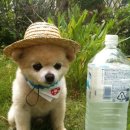 웃는 강아지 이미지