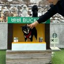 [가평애견동반숙소추천] 4계절 수영장 이용이 가능한 넓은 독채 애견펜션&#39;바비애견풀빌라&#39; 2마리 이용 후기