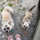 산내음 물소리 이미지