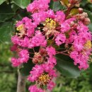 [귀농에세이] 블루베리 효과 이미지