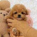 플랜멍 강아지분양 대구본점 이미지