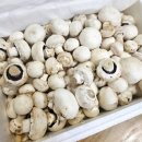 부여하늘농장 이미지