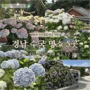 남해-313 | 2026년 기대되는 경남 수국 명소 5곳 정리