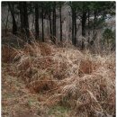 여수라푸마 Daum카페