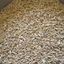 2025년 수확한 찰보리쌀.늘보리쌀.흑보리쌀 도정하여 판매 합니다 이미지