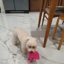 시도푸딩 이미지