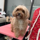강아지 미용실 이미지