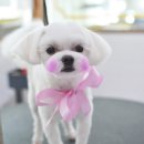 빛나펫살롱 이미지