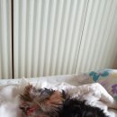 도담이 이미지