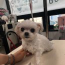 꼬맹이그루밍 이미지