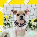 댕실 댕실 이미지