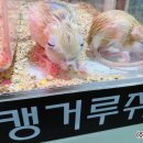 돈키 - 남구 천변좌로338번길 16 | 돈키