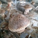 고송농장 이미지