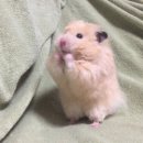 아가상사 이미지