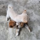 수원시바견 이미지