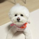 엠에스그루밍 이미지