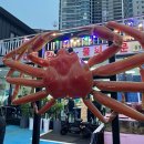 속초 대게맛집 대해가 내돈내산 추천/ 대해가 대게세트 홍게세트/ 속초해수욕장 근처 홍게 킹크랩대게