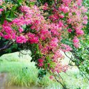 피자맥스 이미지