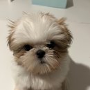 러빙펫 강아지분양 배곧본점 이미지