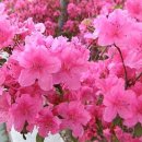영산홍 이미지