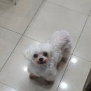 신일산동물병원 이미지