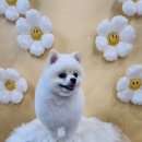 (단기)펫푸드(자격증) 이미지