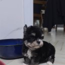 태원켄넬 이미지