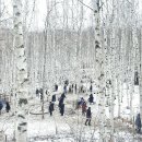 원대리 자작나무숲 이미지