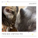 인섹트랑 | 기호성 좋은 고양이사료 찾았다! 브이멀티 인섹트 고양이사료 급여 후기