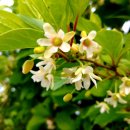 미자농장 이미지