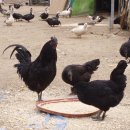 미암농장 이미지