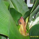 몽키바나나 이미지