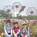 코스모스여화 이미지