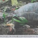 갈매기나라 이미지