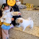 안녕강아지야 이미지