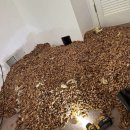 도토리우주선 이미지