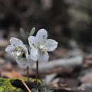 변산바람꽃(희귀. 특산식물) 이미지