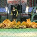 호랑이농장 이미지