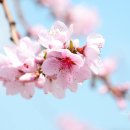 복사꽃 이미지