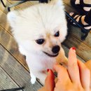 도그런 | 경기 광주/신현리 도그런(DOG RUN), 야외 잔디 운동장에서 강아지와 함께 즐길 수 있는 애견카페 (카페...