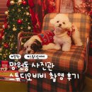 왕자사진관 | [망원]스튜디오비비 강아지 화보 촬영 후기 | 강아지 프로필 잘 찍는 망원동 사진관 추천 | 내돈내산