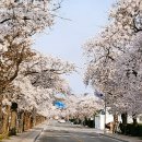 올봄 3월말 정읍 천변 벚꽃 이미지