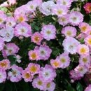 희망의 꽃 이미지