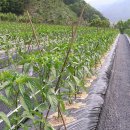 고추농원