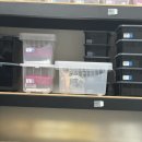 토당로 | 일산파충류샵 일산크레스티드게코분양 크레윙 고양 능곡점 후기!